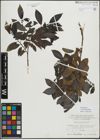 Foto von Salix myrsinifolia Salisb.